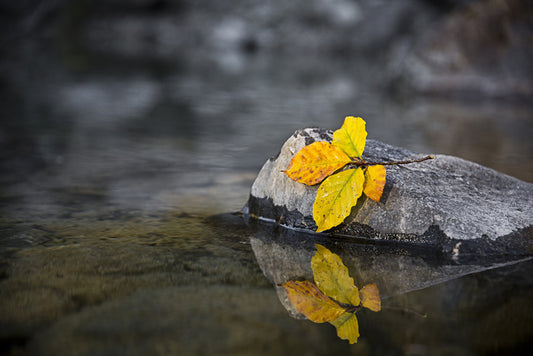 Fall by the wayside
