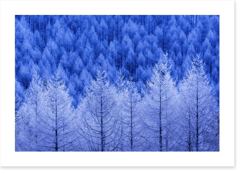Frostbitten forest