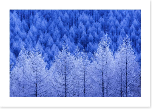 Frostbitten forest