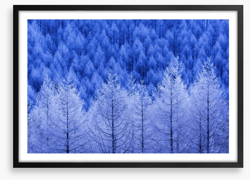 Frostbitten forest