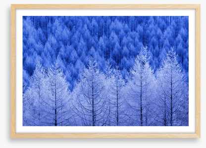 Frostbitten forest