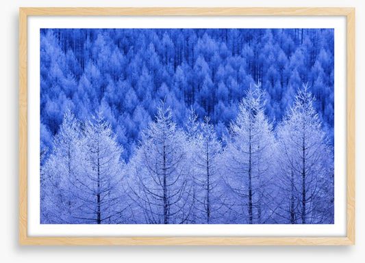 Frostbitten forest