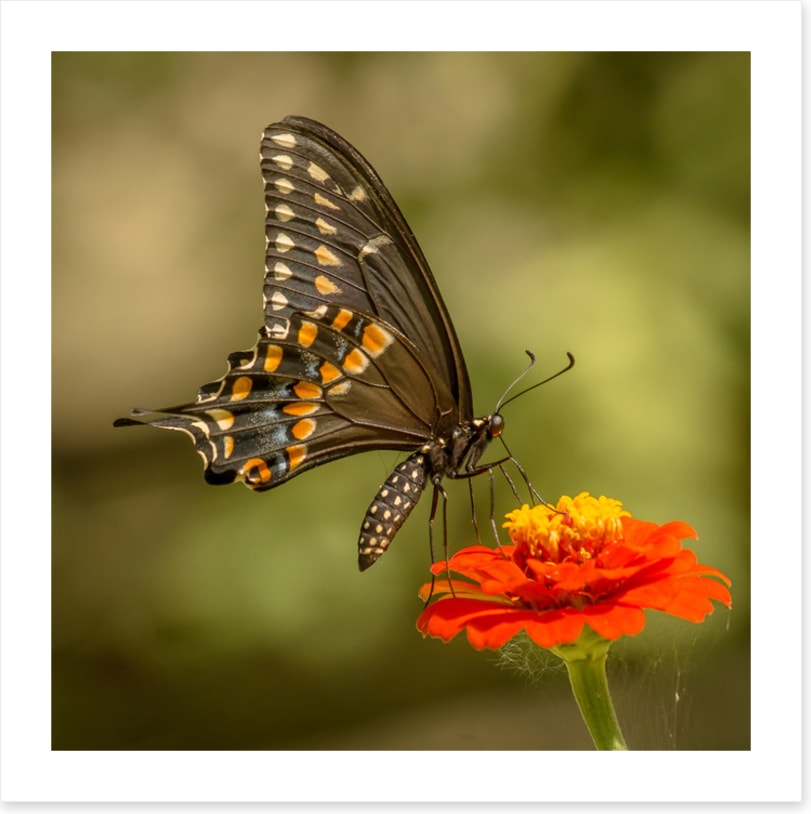 Butterflies