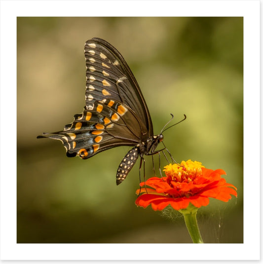Butterflies