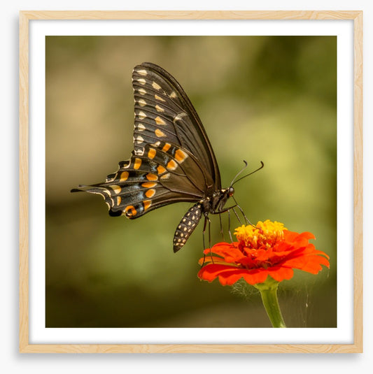 Butterflies