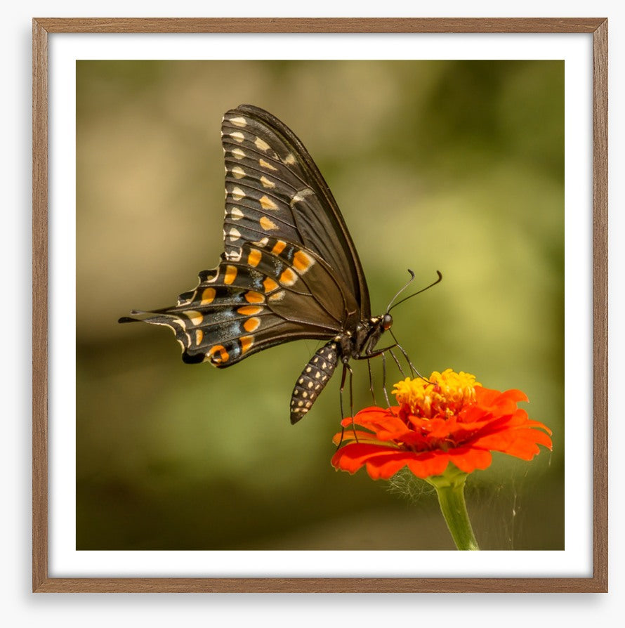 Butterflies