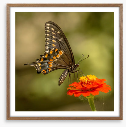 Butterflies