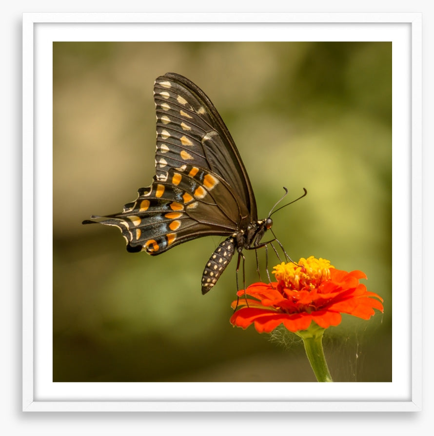 Butterflies