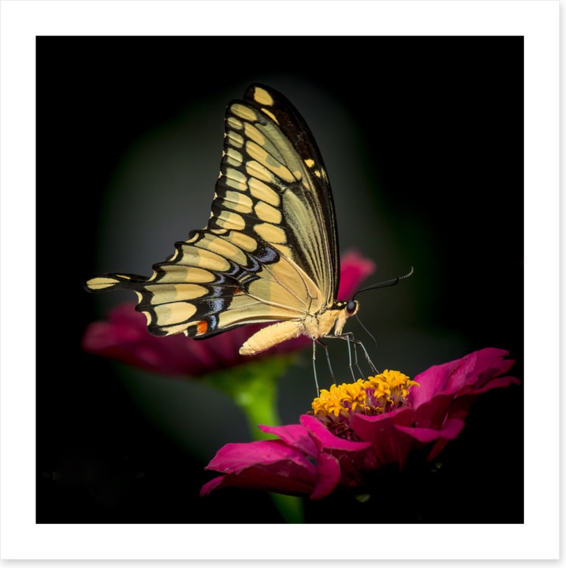 A delicate balance