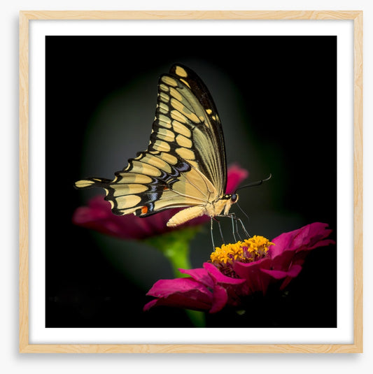 A delicate balance