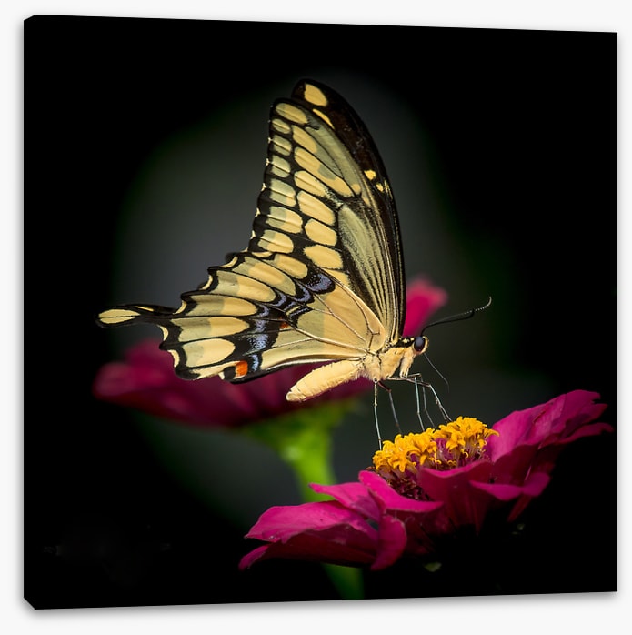 A delicate balance