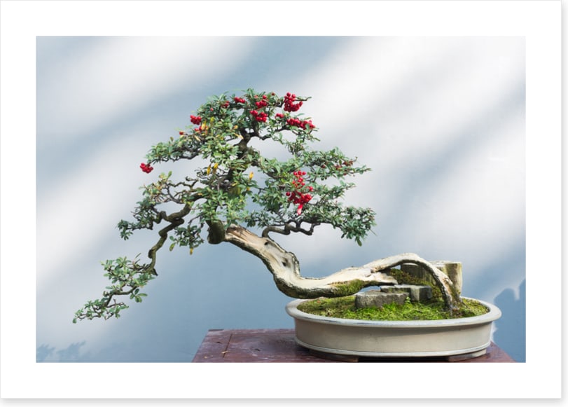 Bonsai berries