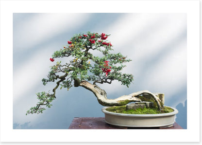 Bonsai berries