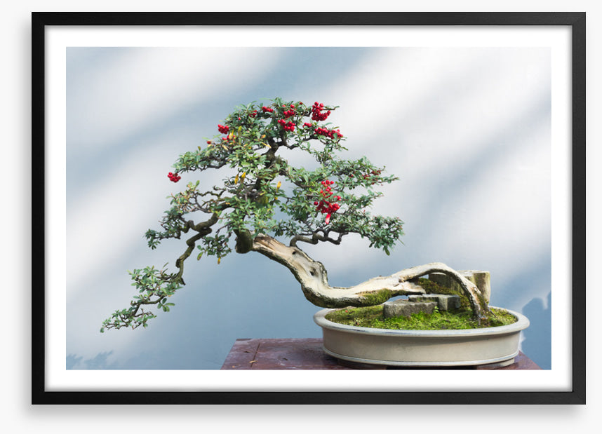 Bonsai berries