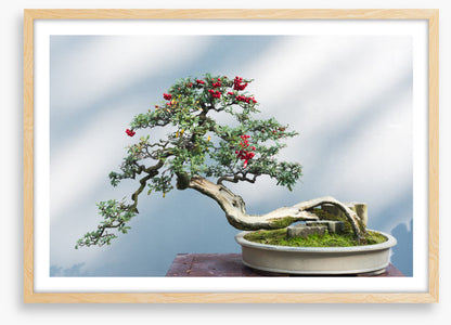 Bonsai berries