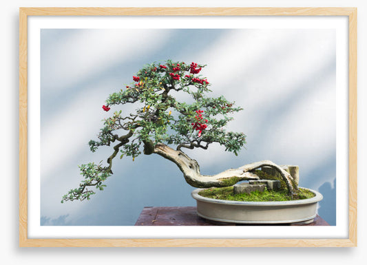 Bonsai berries