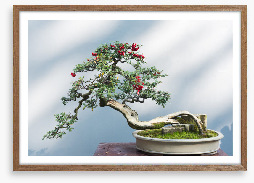 Bonsai berries