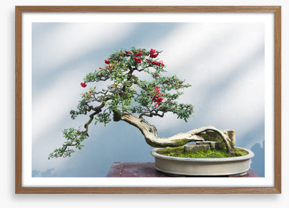 Bonsai berries
