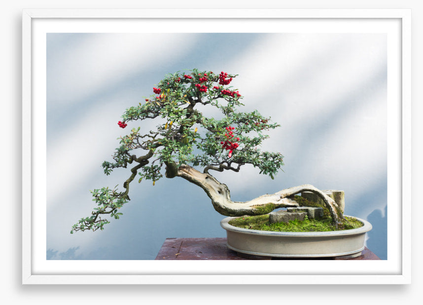 Bonsai berries
