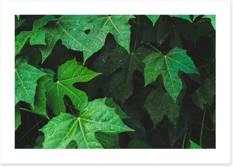 Leaves