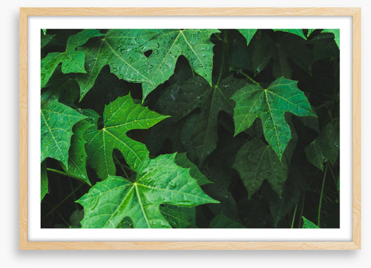 Leaves