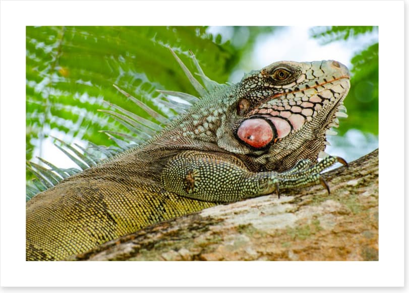 Reptiles / Amphibian