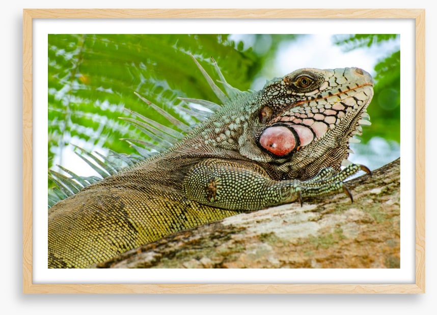 Reptiles / Amphibian
