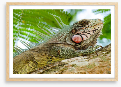 Reptiles / Amphibian