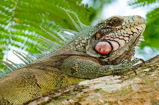 Reptiles / Amphibian