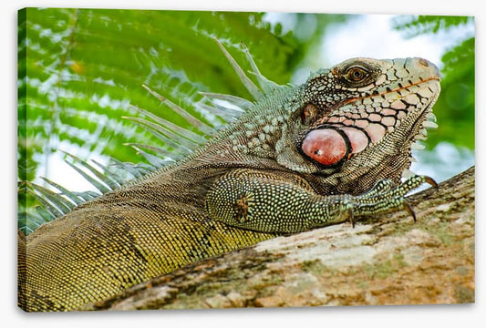 Reptiles / Amphibian