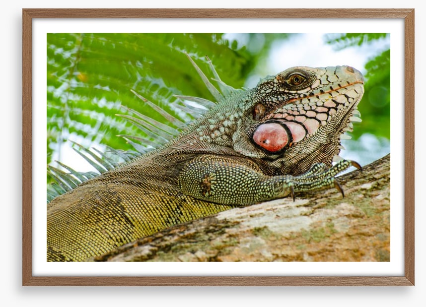 Reptiles / Amphibian