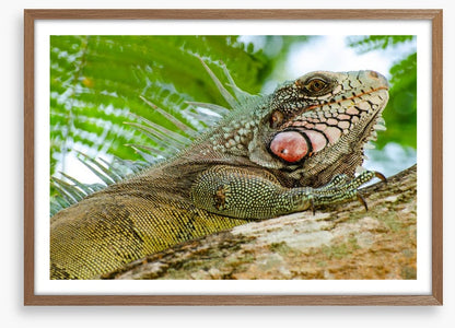 Reptiles / Amphibian