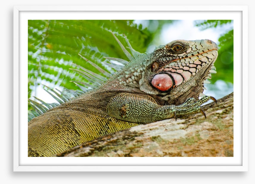 Reptiles / Amphibian