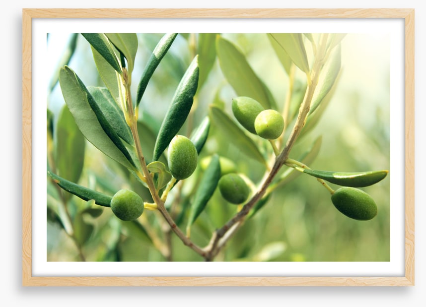 Green olive light