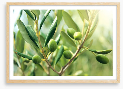 Green olive light
