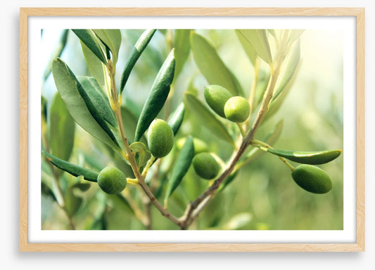 Green olive light