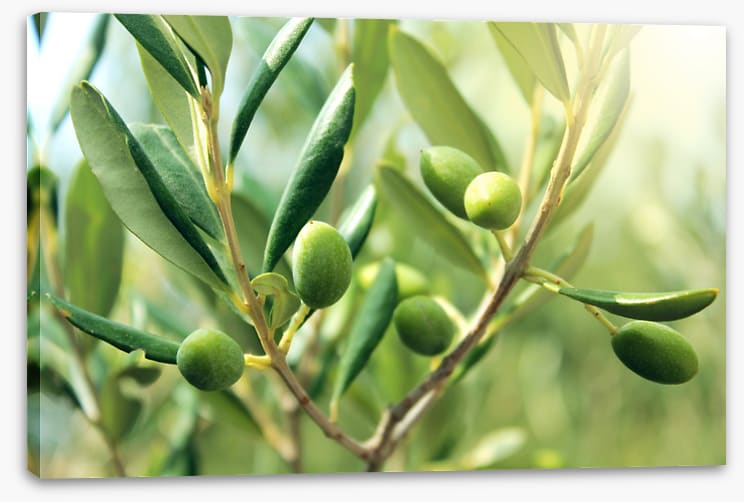 Green olive light