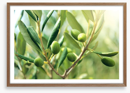 Green olive light