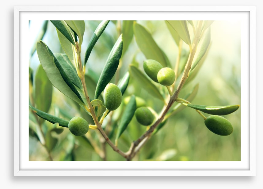 Green olive light