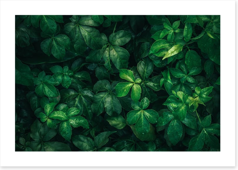 Leaves