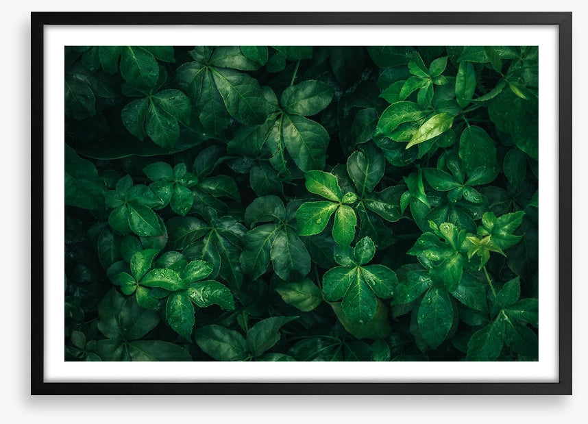 Leaves