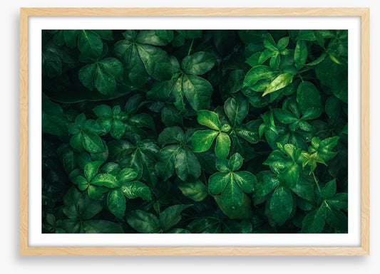 Leaves