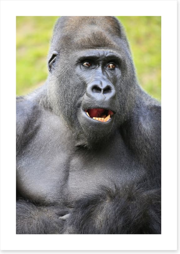 Talking ape