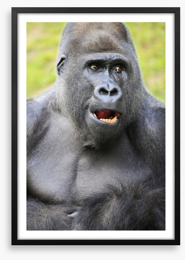 Talking ape