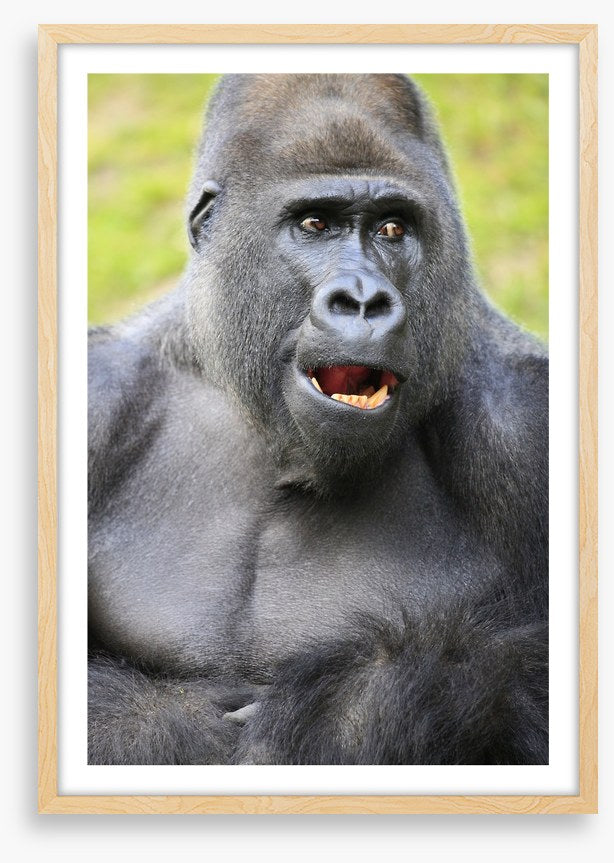 Talking ape