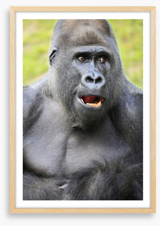 Talking ape