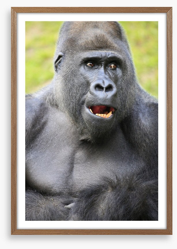 Talking ape