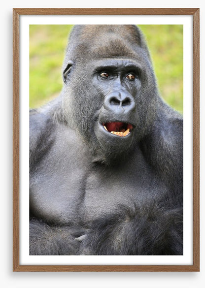 Talking ape