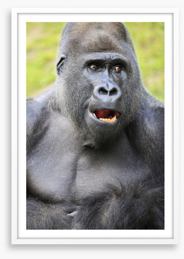 Talking ape