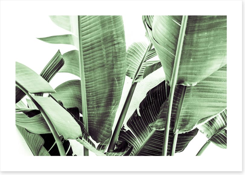 Beneath the banana leaves